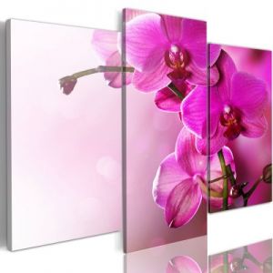 Obraz - Ciemnoróżowa orchidea